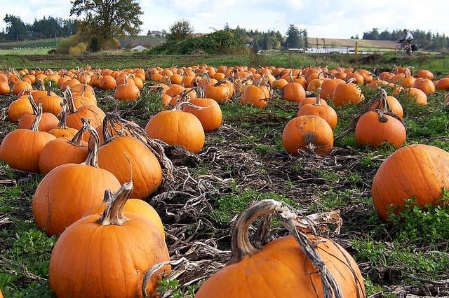 pumpkin-patches-fall-festivals