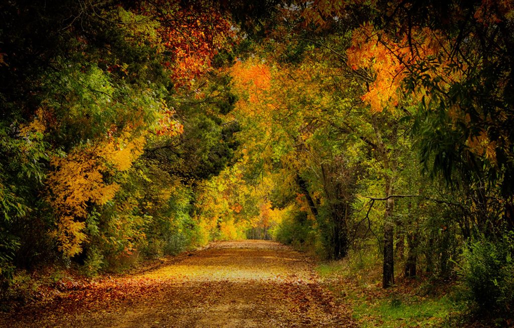 East-Texas fall leaves drives tyler tx foilage pumpkin patch 56487798