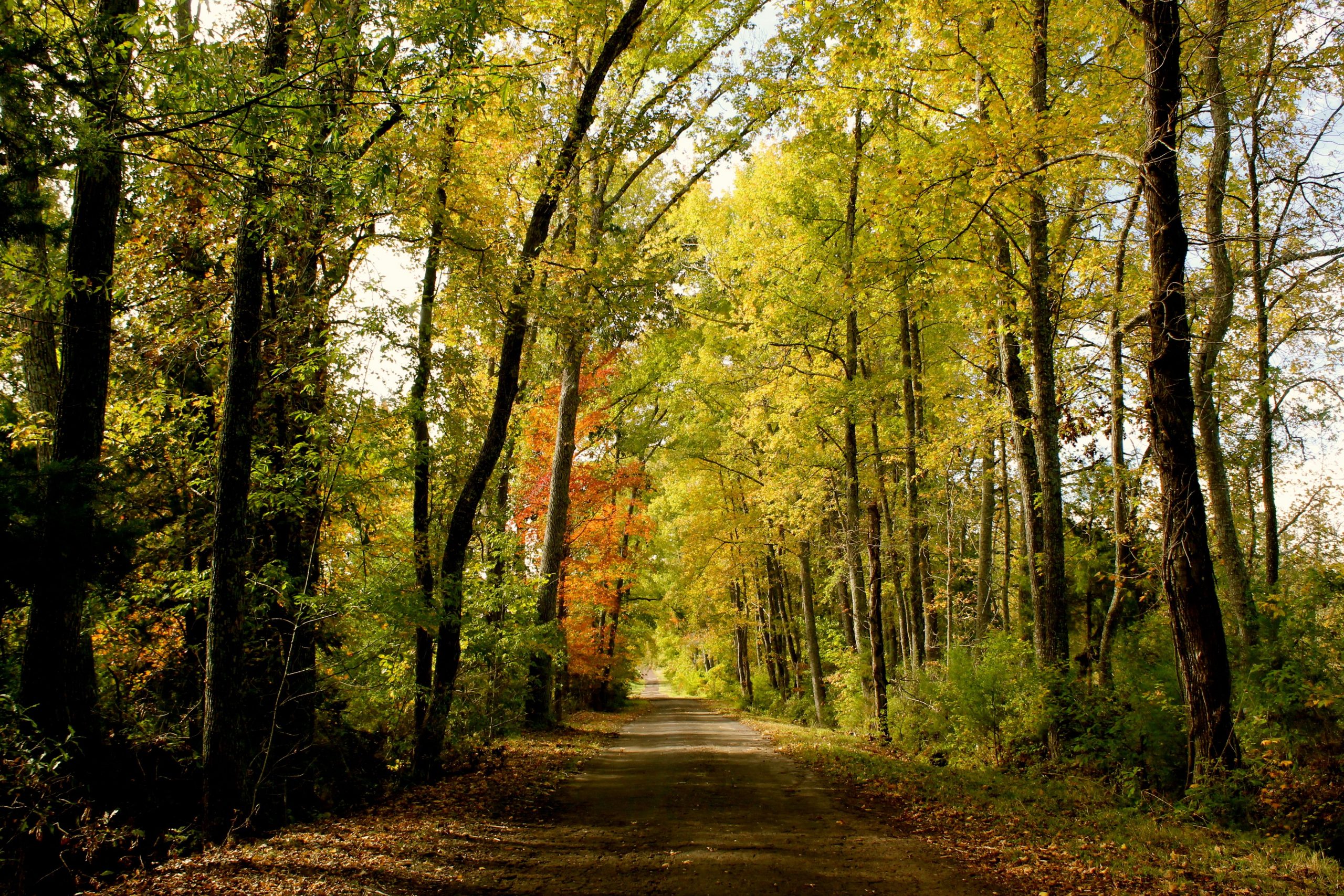 Fall eguide East-Texas-fall-leaves-drives-tyler-tx-foilage-pumpkin b7161