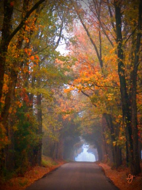 Fall eguide East-Texas-fall-leaves-drives-tyler-tx-foilage-pumpkin d9d20