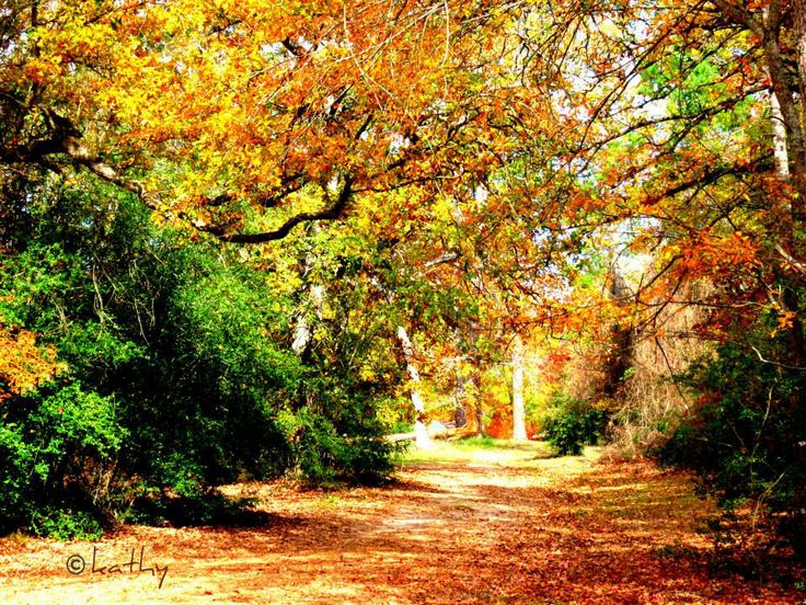 Fall eguide East-Texas-fall-leaves-drives-tyler-tx-foilage-pumpkin f8d3cbc
