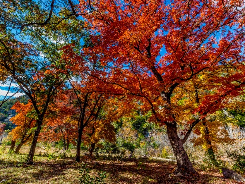 Lost-Maples-State-Natural-Area