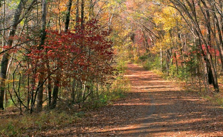 texas-fall-foliage